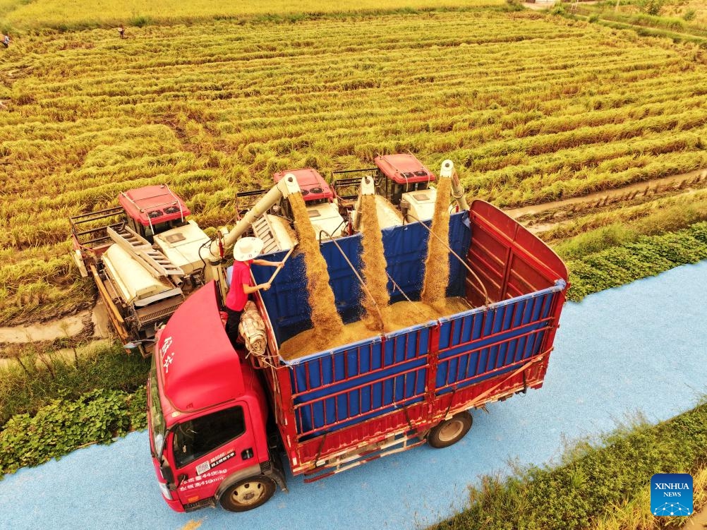 A farmer harvests rice in a field in Taiyang Village, Dazhou City of southwest China's Sichuan Province, Sept. 4 (Photo: Xinhua)