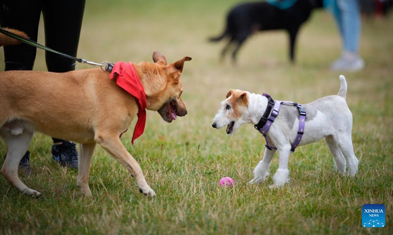 Dogs interact during an animal adoption event in Warsaw, Poland, on Sept. 7, 2025. The event organized by an animal shelter aims to familiarize the public with the adoption process and help sheltered animals find new homes. (Photo: Xinhua)