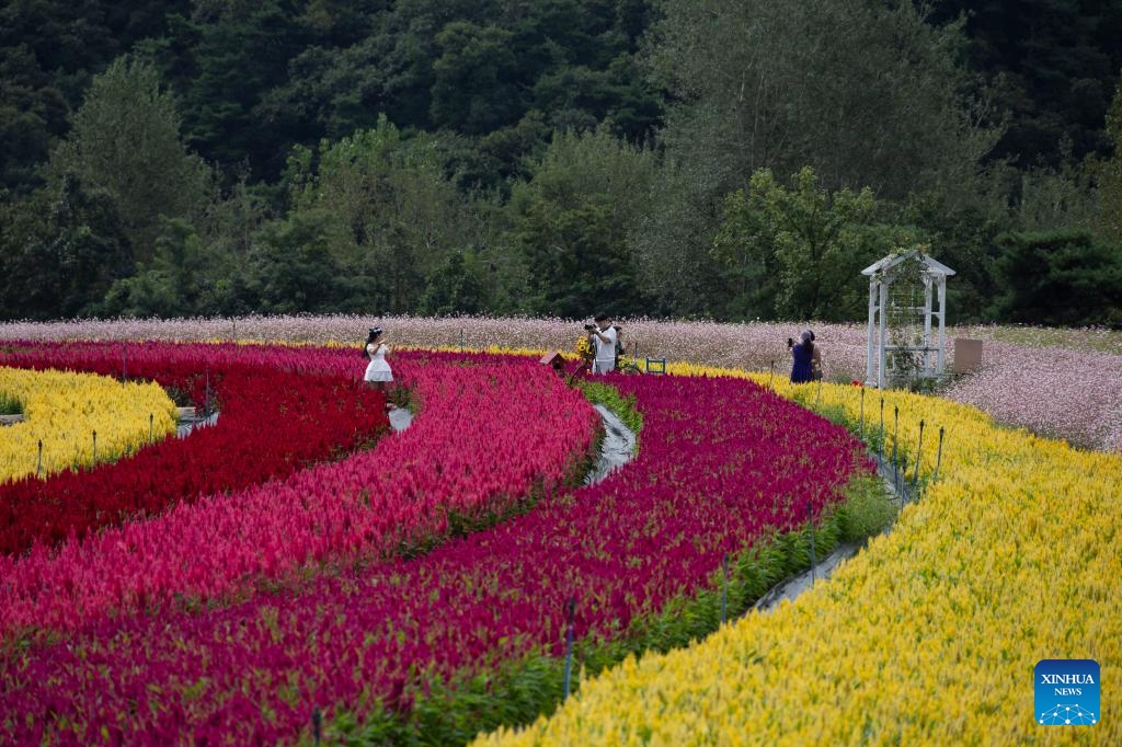 Visitors enjoy themselves at a flower garden festival in Cheorwon, Gangwon-do province, South Korea, Sept. 7, 2025. The Goseokjeong flower garden festival is running from Aug. 27 to Nov. 2 this year. (Photo: Xinhua)