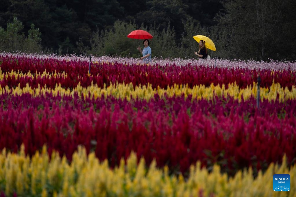 Visitors enjoy themselves at a flower garden festival in Cheorwon, Gangwon-do province, South Korea, Sept. 7, 2025. The Goseokjeong flower garden festival is running from Aug. 27 to Nov. 2 this year. (Photo: Xinhua)