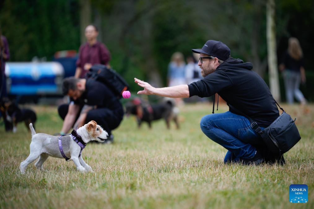 A dog plays on the grass during an animal adoption event in Warsaw, Poland, on Sept. 7, 2025. The event organized by an animal shelter aims to familiarize the public with the adoption process and help sheltered animals find new homes. (Photo: Xinhua)