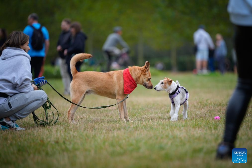 Dogs interact during an animal adoption event in Warsaw, Poland, on Sept. 7, 2025. The event organized by an animal shelter aims to familiarize the public with the adoption process and help sheltered animals find new homes (Photo: Xinhua)