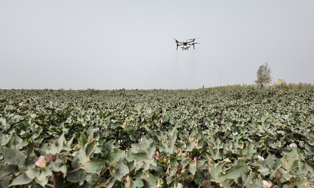 A drone operates in China's first super cotton field project, located in Yuli County of the Xinjiang Uygur Autonomous Region in Northwest China on September 9, 2025. Photo: Liu Caiyu/GT