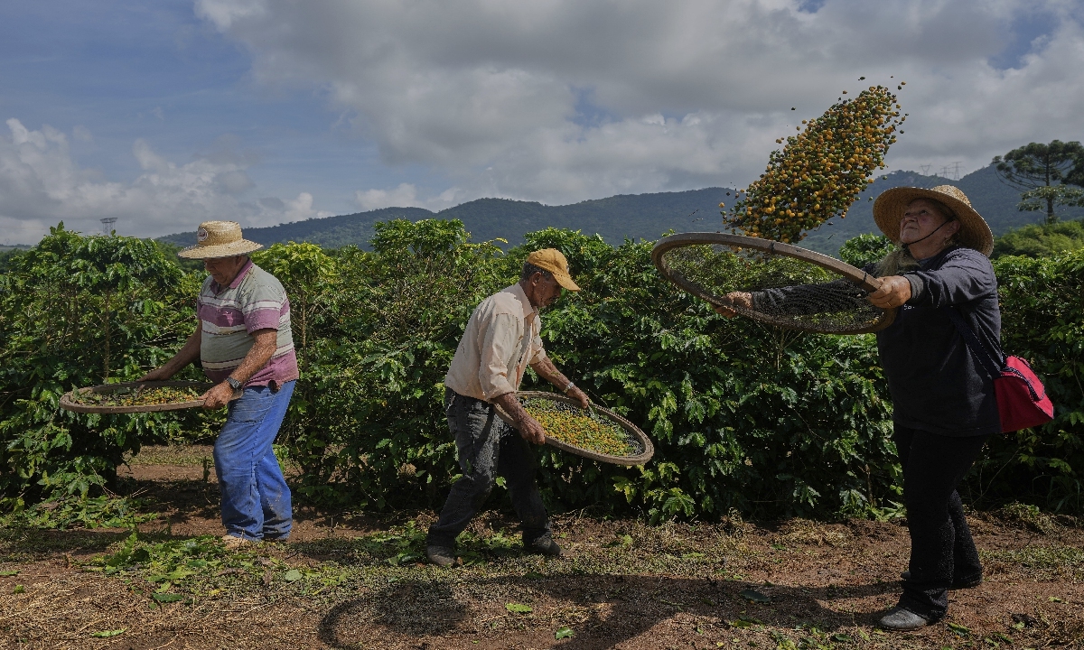 Farm employees work on a farm during the coffee harvest in Braganca Paulista, Brazil, April 4, 2025. Photo: VCG