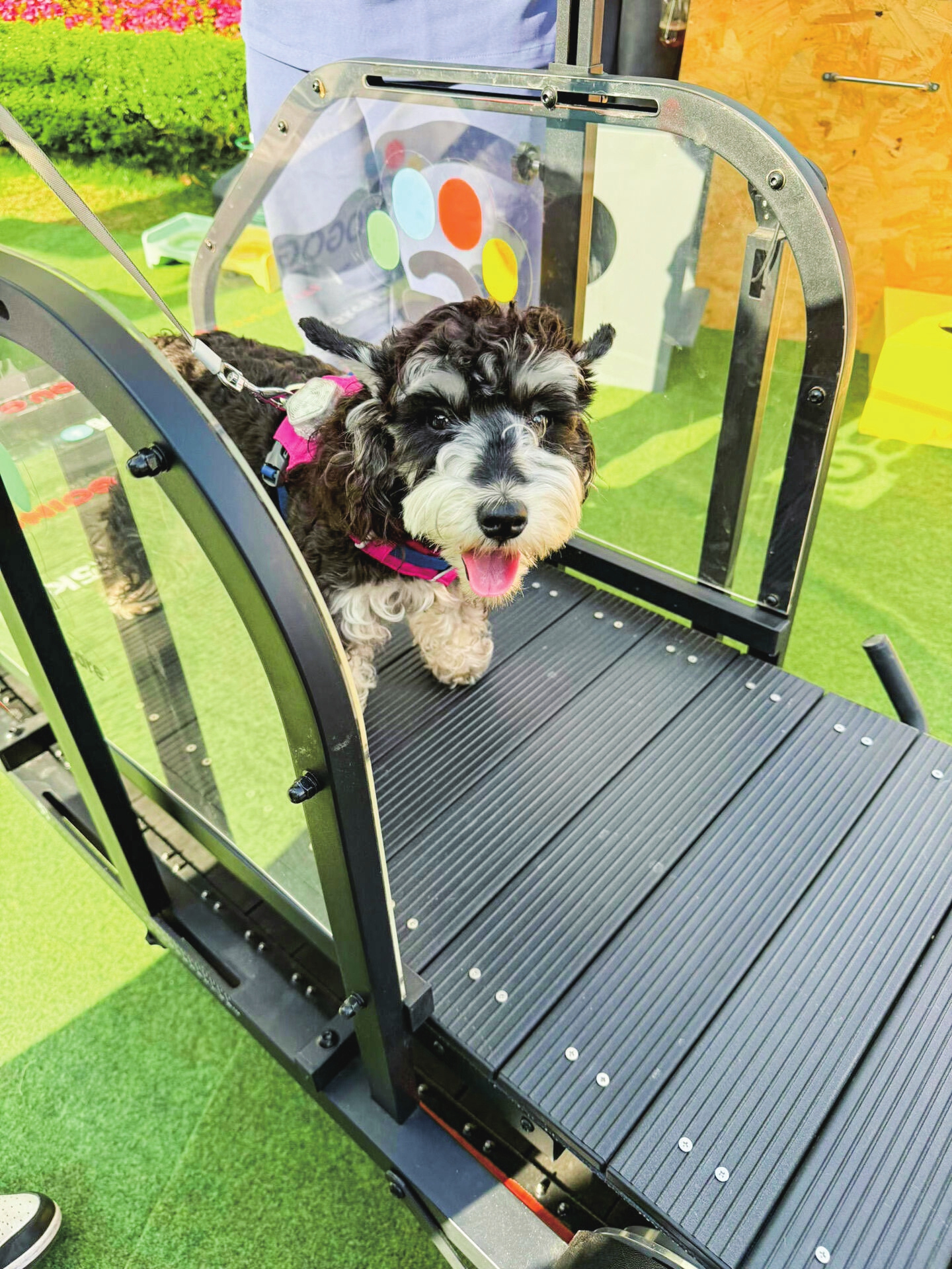 Giant schnauzer Chris practices on a treadmill in April 2025. Photo: Courtesy of Chang Ke