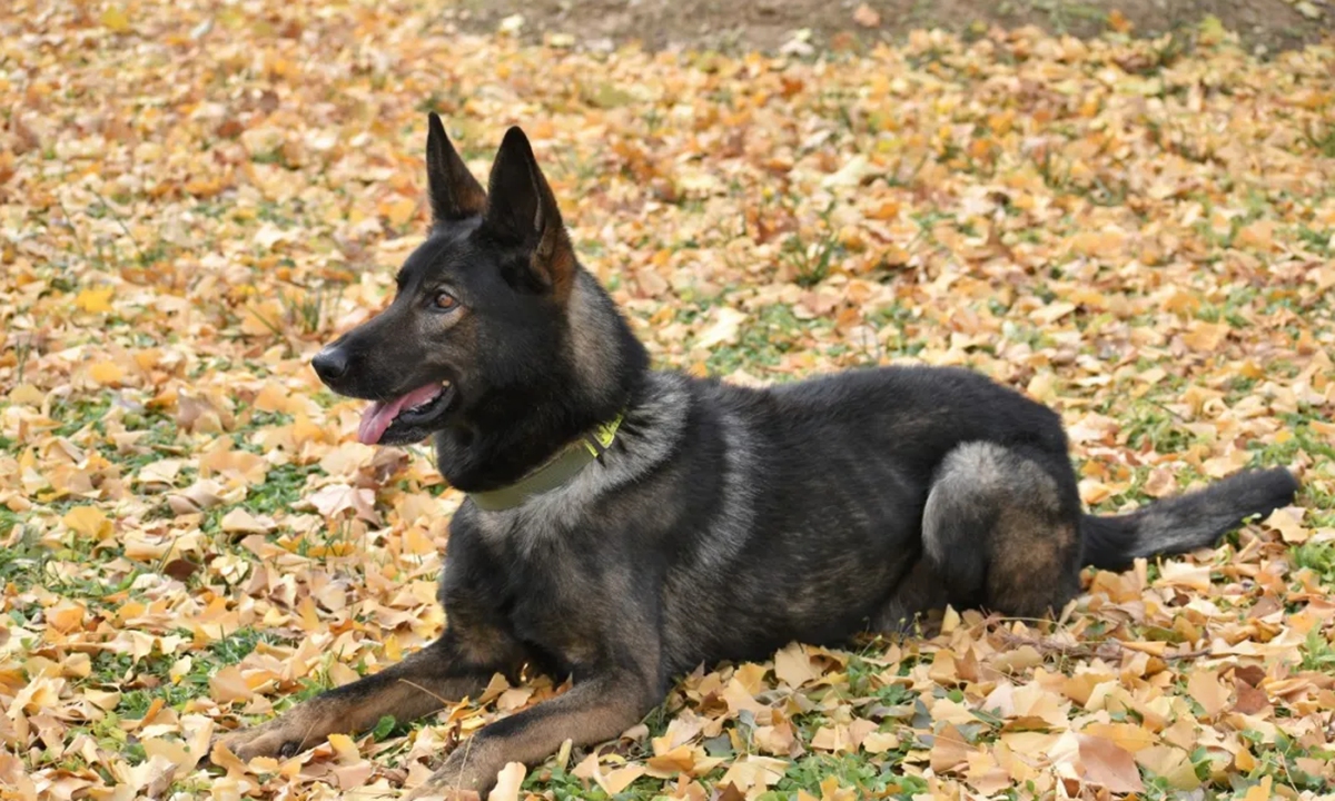 Black Wolf Photo: Screenshot from Chongqing Daily