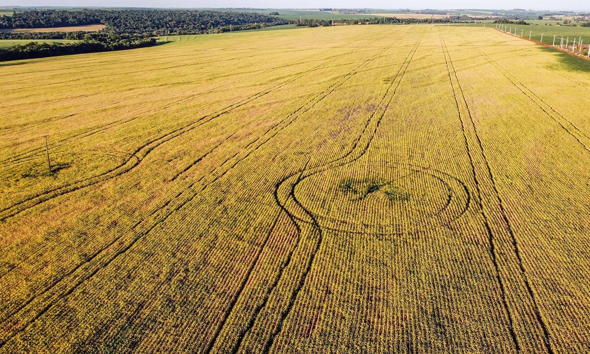 Soybean plantation is being prepared for harvest on a rural property in Campo Mour?o, in the Central-West Region of Paraná, Brazil on January 7, 2025. File photo: CFP