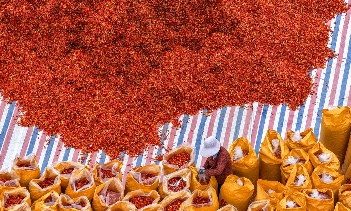 A farmer packs chili peppers in Youhe village in Bozhou, East China's Anhui Province on September 14, 2025. China has unveiled a plan to accelerate building up its strength in agriculture for the period from 2024 to 2035 with the aim to fully establish its agricultural strength by mid-century. Photo: VCG