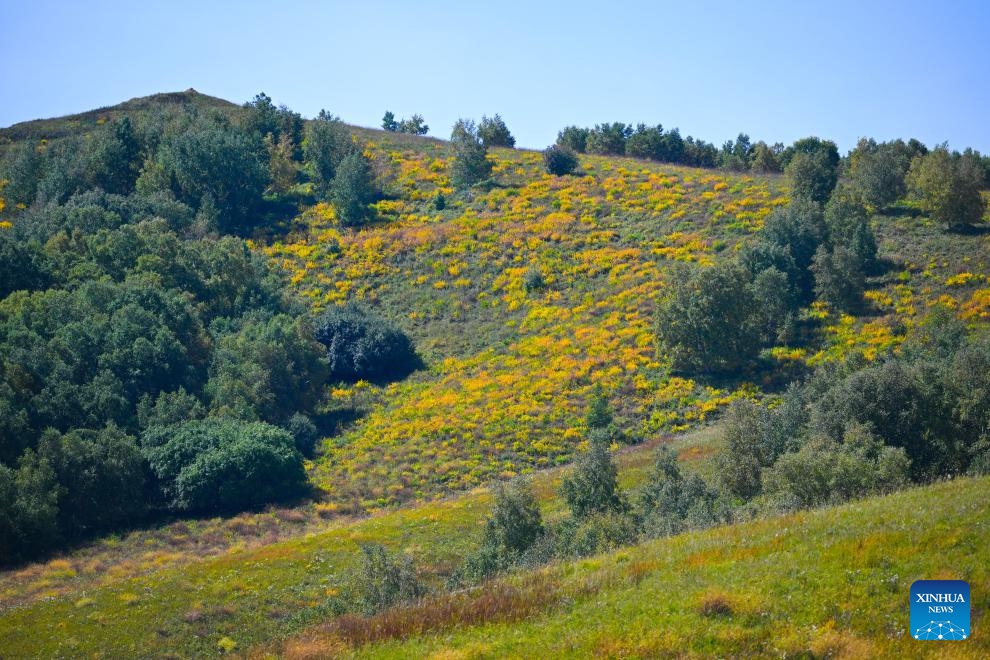 This photo taken on Sept. 12, 2025 shows the scenery of the Ulan Butong grassland in early autumn in Hexigten Banner of Chifeng, north China's Inner Mongolia Autonomous Region. (Photo: Xinhua)