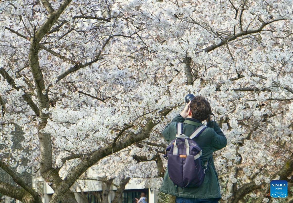 A man takes photos of spring blossoms at University of Canterbury in Christchurch, New Zealand, Sept. 13, 2025. (Photo: Xinhua)