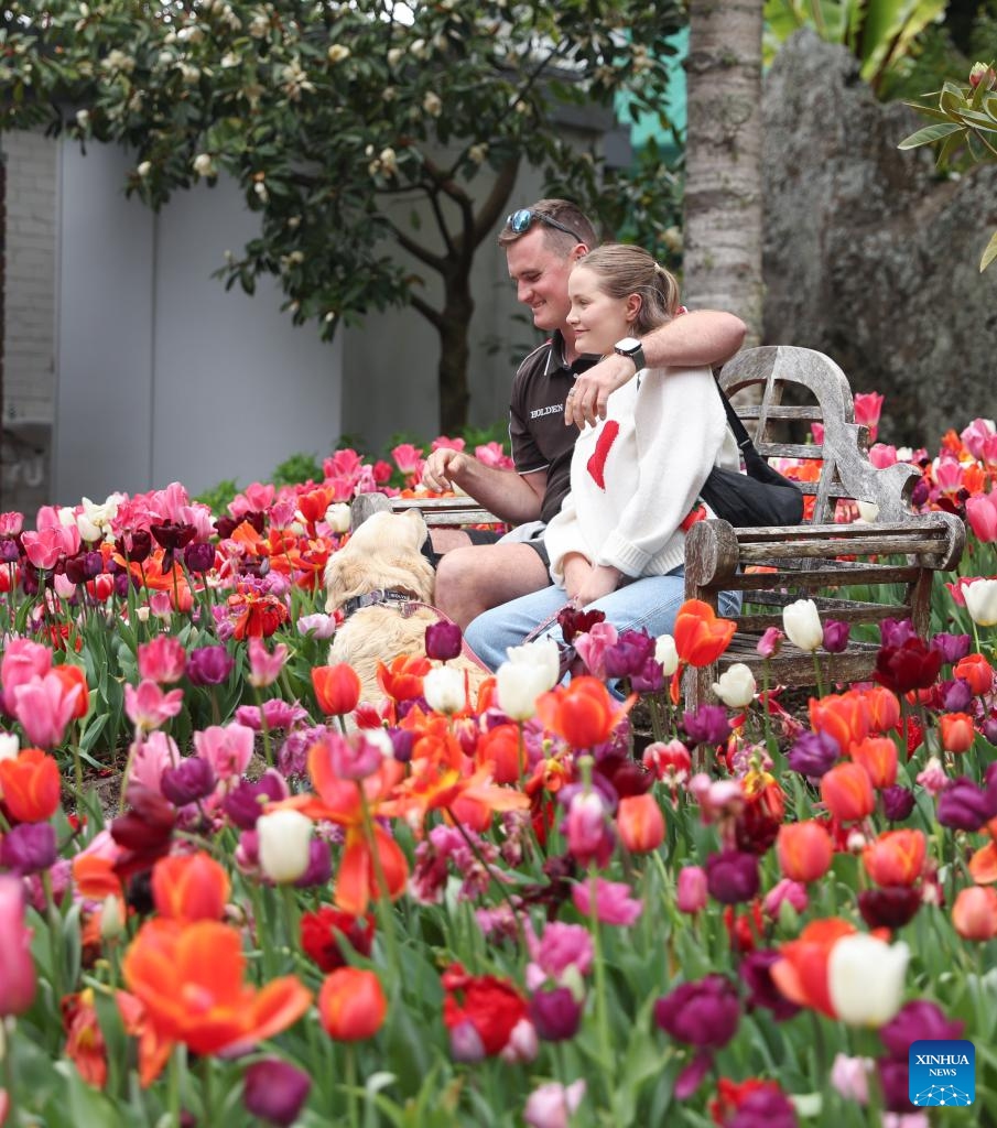 People rest amid tulips at Eden Garden in Auckland, New Zealand, Sept. 13, 2025. (Photo: Xinhua)