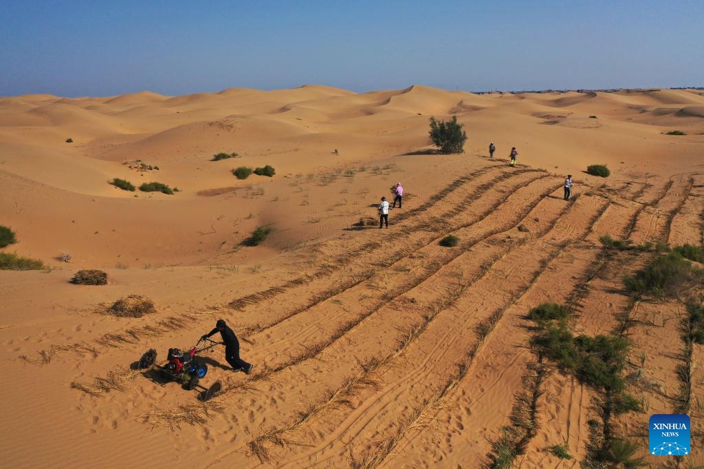 A drone photo taken on Sept. 12, 2025 shows workers laying sand barriers at Kubuqi Desert in Hangjin Banner, north China's Inner Mongolia Autonomous Region. In recent years, Hangjin Banner has been steadily advancing the prevention and control of desertification, implementing projects such as the construction of forest and grassland belts around desert borders, blocking belts across sandstorm paths, as well as photovoltaic belts for sand control purpose, all of which have substantially improved the ecological environment of the Kubuqi Desert. (Photo: Xinhua)