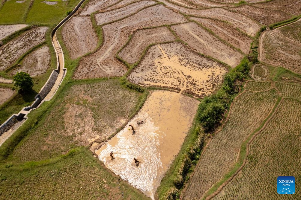 An aerial drone photo taken on Sept. 13, 2025 shows children playing football in an unplowed rice field at Mekarwangi village, Bogor regency of West Java, Indonesia. Indonesian President Prabowo Subianto said last month that the country's food production has increased despite the prolonged dry season and impacts of climate change. (Photo: Xinhua)