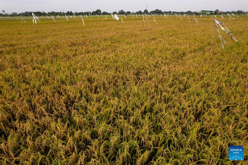 A drone photo taken on Sept. 11, 2025 shows rice fields at Wanajaya village in Cibitung, Bekasi regency of West Java, Indonesia. Indonesian President Prabowo Subianto said last month that the country's food production has increased despite the prolonged dry season and impacts of climate change. (Photo: Xinhua)