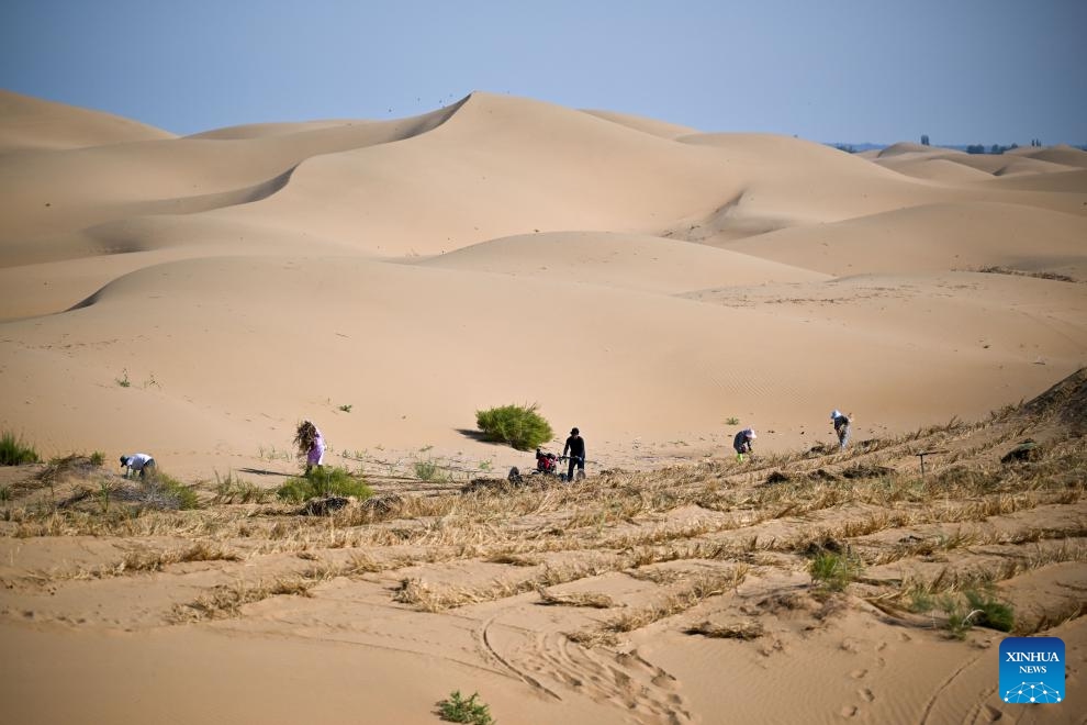 Workers lay sand barriers in Kubuqi Desert in Hangjin Banner, north China's Inner Mongolia Autonomous Region, Sept. 12, 2025. In recent years, Hangjin Banner has been steadily advancing the prevention and control of desertification, implementing projects such as the construction of forest and grassland belts around desert borders, blocking belts across sandstorm paths, as well as photovoltaic belts for sand control purpose, all of which have substantially improved the ecological environment of the Kubuqi Desert. (Photo: Xinhua)