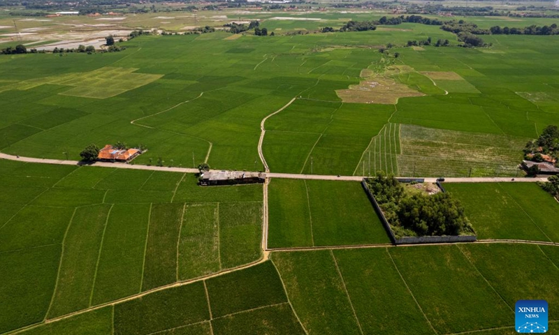 An aerial drone photo taken on Sept. 13, 2025 shows rice fields in Cibarusa village, Bekasi regency of West Java, Indonesia. Indonesian President Prabowo Subianto said last month that the country's food production has increased despite the prolonged dry season and impacts of climate change. (Photo: Xinhua)