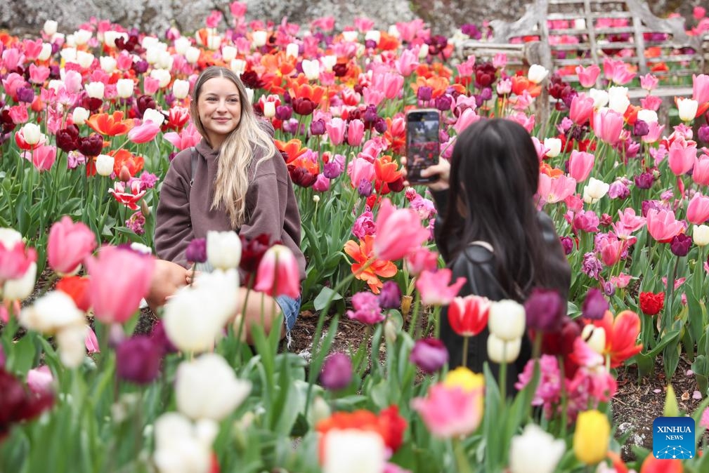 A woman poses for photos with tulips at Eden Garden in Auckland, New Zealand, Sept. 13, 2025. (Photo: Xinhua)