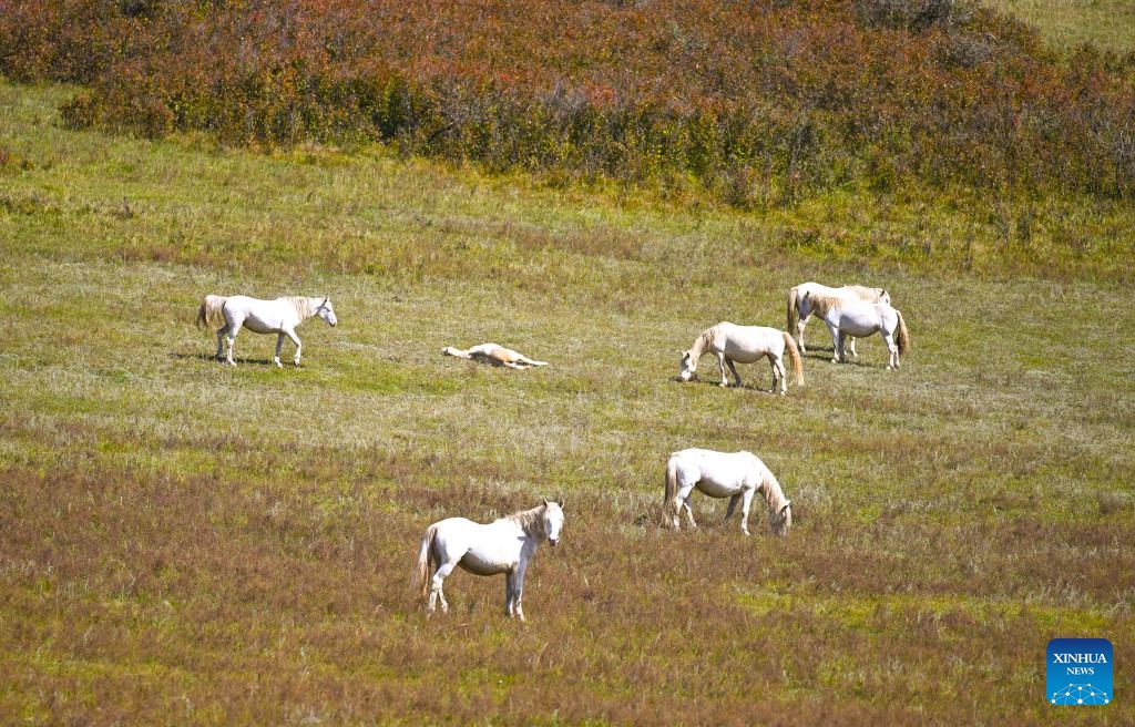 Horses forage on the Ulan Butong grassland in Hexigten Banner of Chifeng, north China's Inner Mongolia Autonomous Region, Sept. 12, 2025. (Photo: Xinhua)