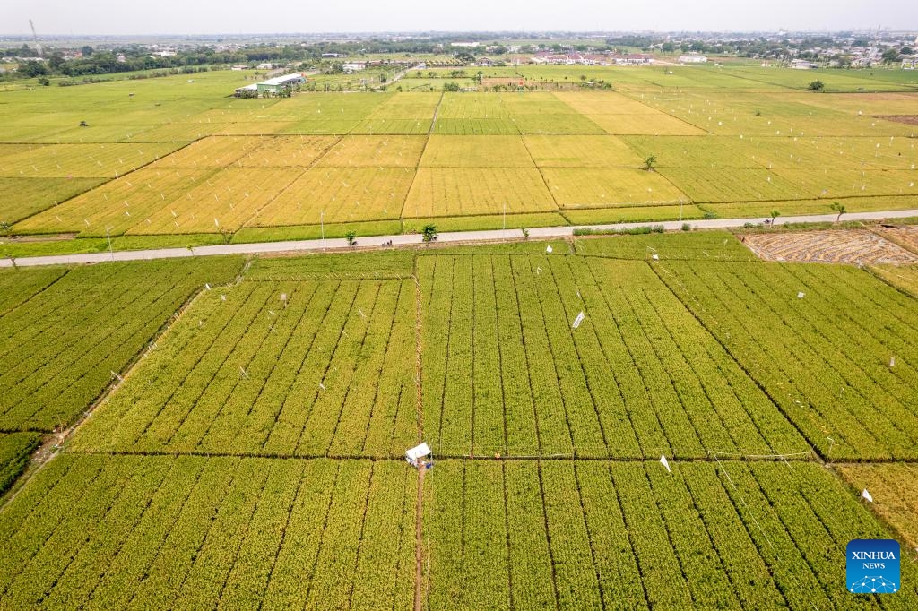 An aerial drone photo taken on Sept. 11, 2025 shows rice fields at Wanajaya village in Cibitung, Bekasi regency of West Java, Indonesia. Indonesian President Prabowo Subianto said last month that the country's food production has increased despite the prolonged dry season and impacts of climate change (Photo: Xinhua)