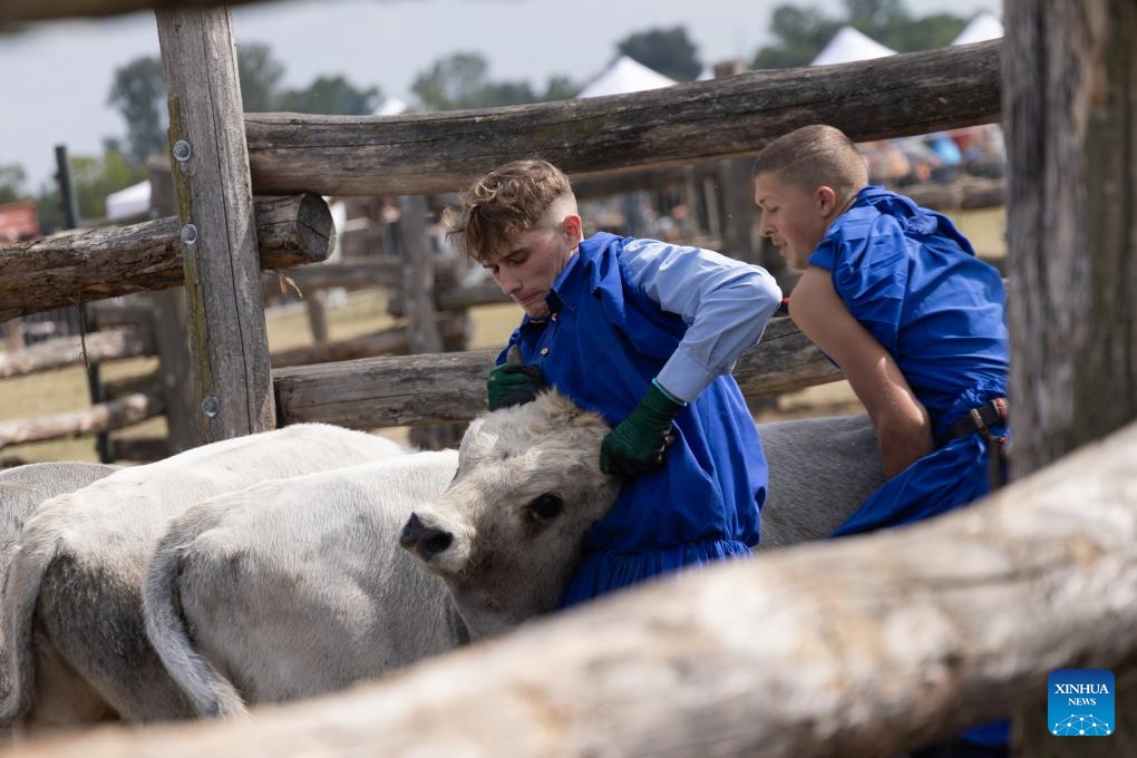 Participants try to catch a calf during a traditional herdsmen competition in Hortobagy, Hungary, on Sept. 13, 2025. (Photo: Xinhua)