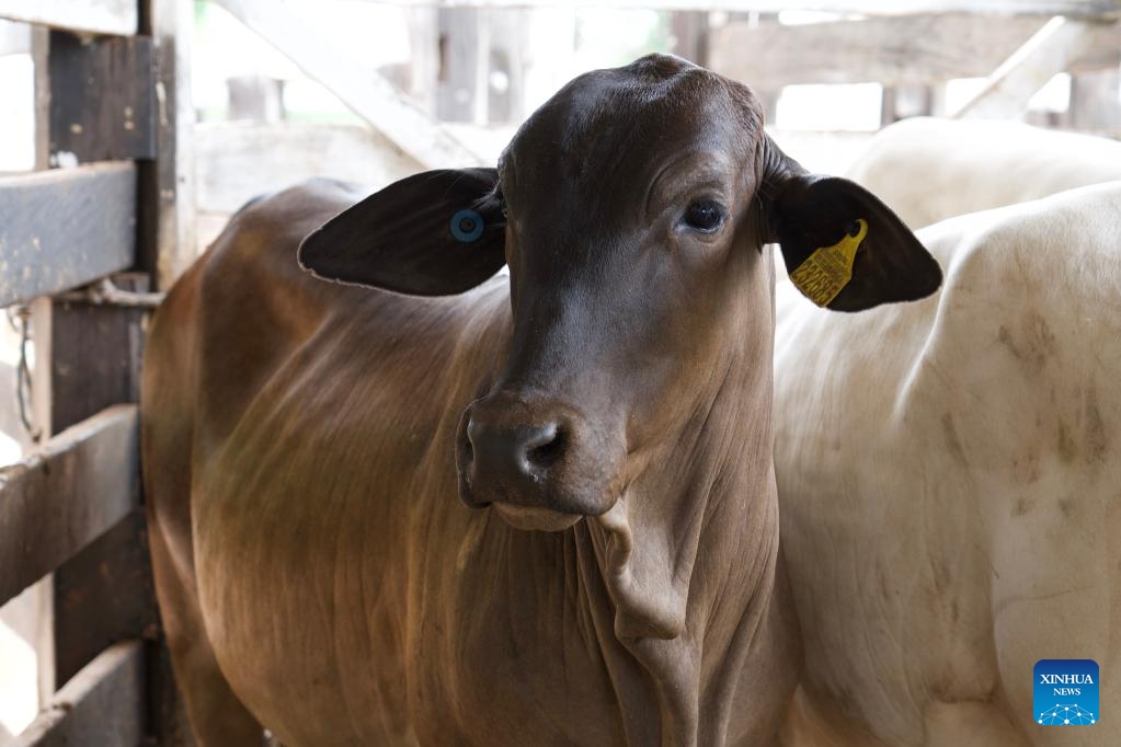 A cow with a traceability ear tag is pictured in a ranch in Sao Joao do Araguaia, Para state, Brazil, Sept. 12, 2025. To enhance supply chain transparency and sustainability, Para launched the Cattle Integrity and Development Program in 2023, which includes a mandatory individual traceability system for cattle. (Photo: Xinhua)