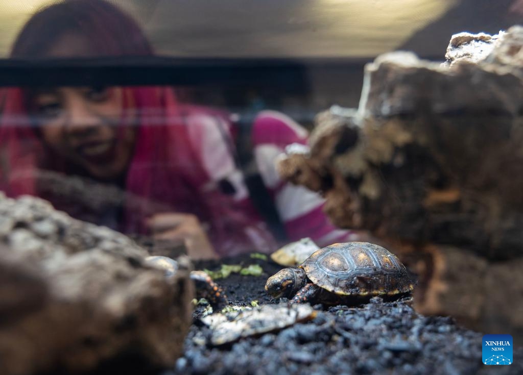 A woman looks at red-footed tortoises during the 2025 Fall Canadian Pet Expo in Mississauga, Ontario, Canada, on Sept. 13, 2025. Featuring a pet marketplace, pet competitions and more, this event is held here from Sept. 13 to 14 with the participation of thousands of families and their pets. (Photo: Xinhua)