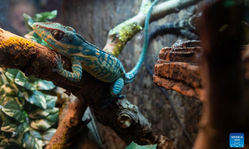 A blue beauty anole is seen during the 2025 Fall Canadian Pet Expo in Mississauga, Ontario, Canada, on Sept. 13, 2025. Featuring a pet marketplace, pet competitions and more, this event is held here from Sept. 13 to 14 with the participation of thousands of families and their pets. (Photo: Xinhua)
