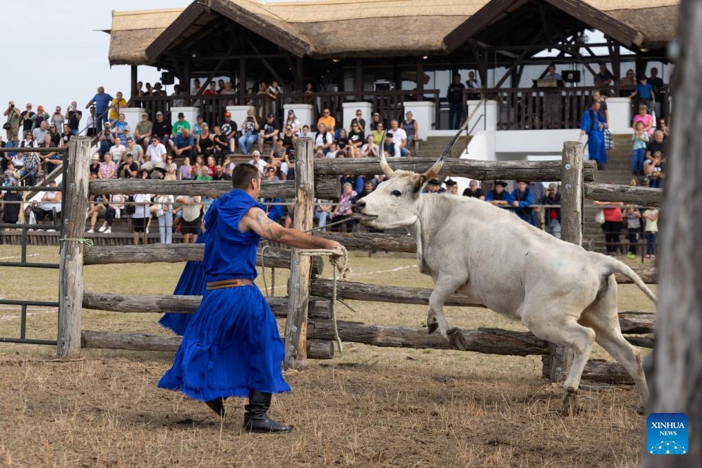 A participant tries to catch a cow with a rope during a traditional herdsmen competition in Hortobagy, Hungary, on Sept. 13, 2025. (Photo: Xinhua)
