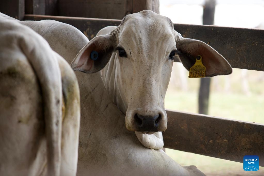 A cow with a traceability ear tag is pictured in a ranch in Sao Joao do Araguaia, Para state, Brazil, Sept. 12, 2025. To enhance supply chain transparency and sustainability, Para launched the Cattle Integrity and Development Program in 2023, which includes a mandatory individual traceability system for cattle. (Photo: Xinhua)