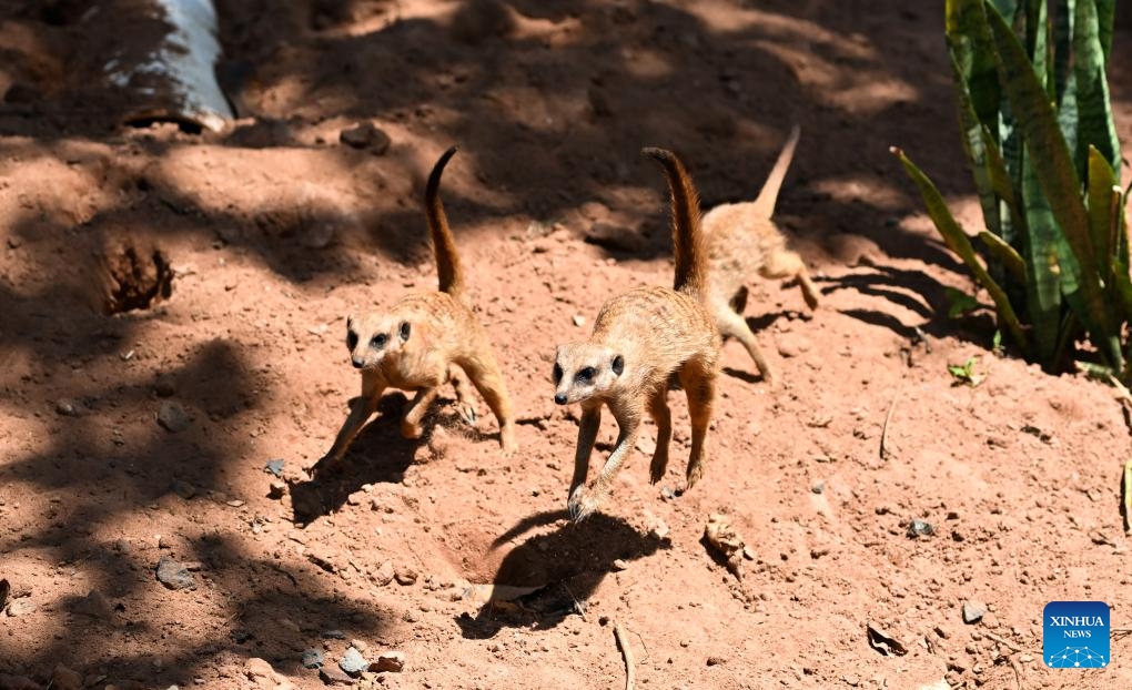This photo taken on Sept. 14, 2025 shows meerkats at Hainan Tropical Wildlife Park and Botanical Garden in Haikou, south China's Hainan Province. New animals including meerkats, marmots, and nutrias made their debut at the Hainan Tropical Wildlife Park and Botanical Garden here on Sunday. (Photo: Xinhua)