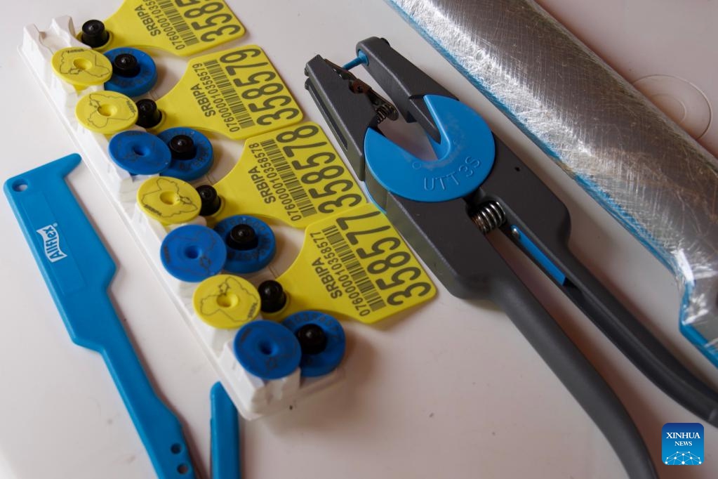 This photo shows traceability ear tags and tagging tools for cattle in a ranch in Sao Joao do Araguaia, Para state, Brazil, Sept. 12, 2025. To enhance supply chain transparency and sustainability, Para launched the Cattle Integrity and Development Program in 2023, which includes a mandatory individual traceability system for cattle. (Photo: Xinhua)