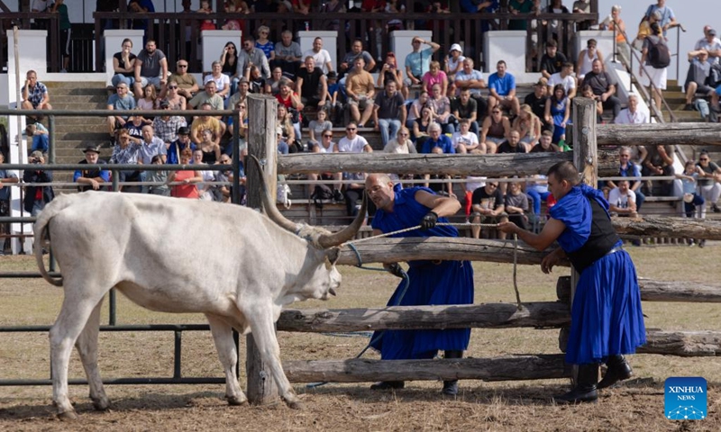 Participants try to catch a cow with ropes during a traditional herdsmen competition in Hortobagy, Hungary, on Sept. 13, 2025. (Photo: Xinhua)