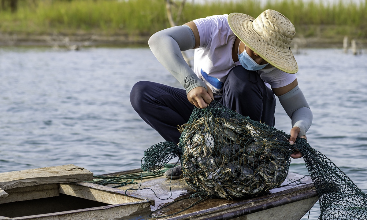 A local fisherman sails fishing boats to harvest crabs in Weili county, Northwest China's Xinjiang Uygur Autonomous Region. Photo: VCG