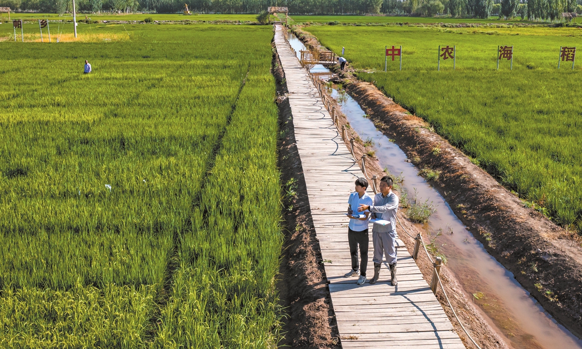 The research team evaluates the growth of seawater rice in Pahtakla township, Xinjiang, in July 2024. Photo: Courtesy of Zhongnong Haidao (Shenzhen) Biotechnology Co 