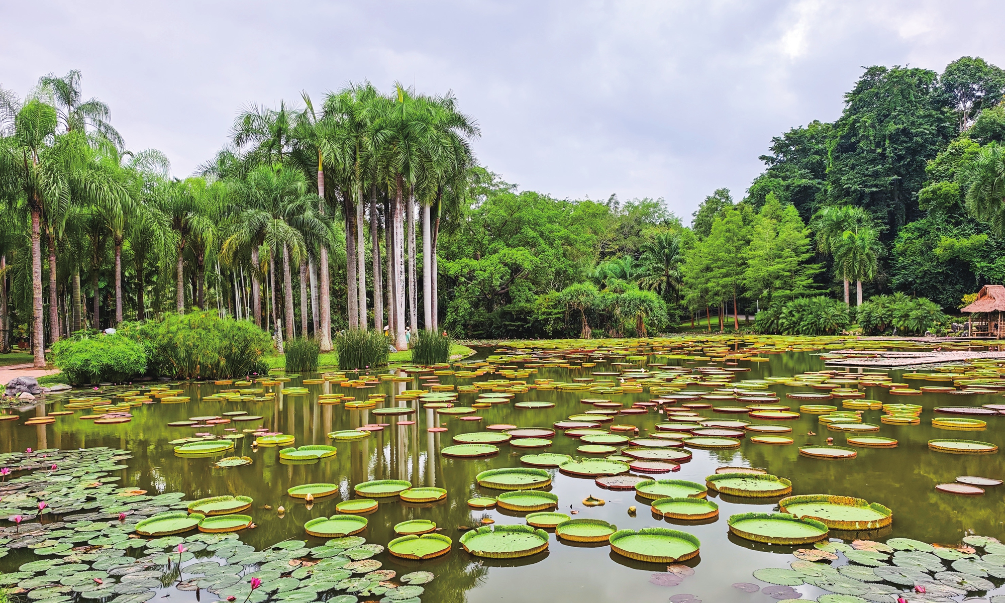 A pond of the legendary Victoria amazonica, or giant water lily at the XTBG in Mengla county, Southwest China's Yunnan Province, on September 12, 2025. Photo: Chen Xi/GT