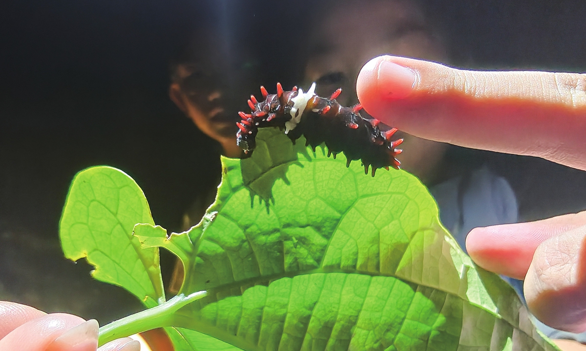 Tourists observe insects at the XTBG on August 12, 2025. Photo: VCG