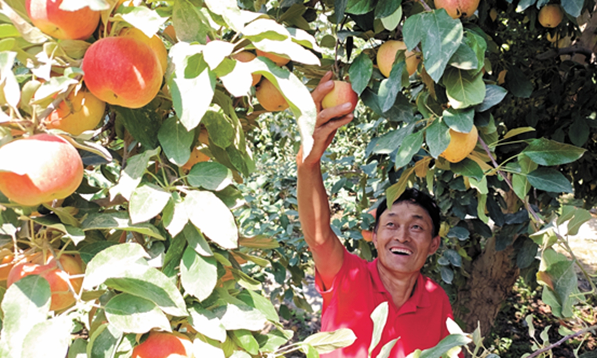 A fruit farmer is picking apples in the apple field on August 6, 2025, in Awat county, Aksu, Northwest China's Xinjiang Uygur Autonomous Region. Photo: VCG