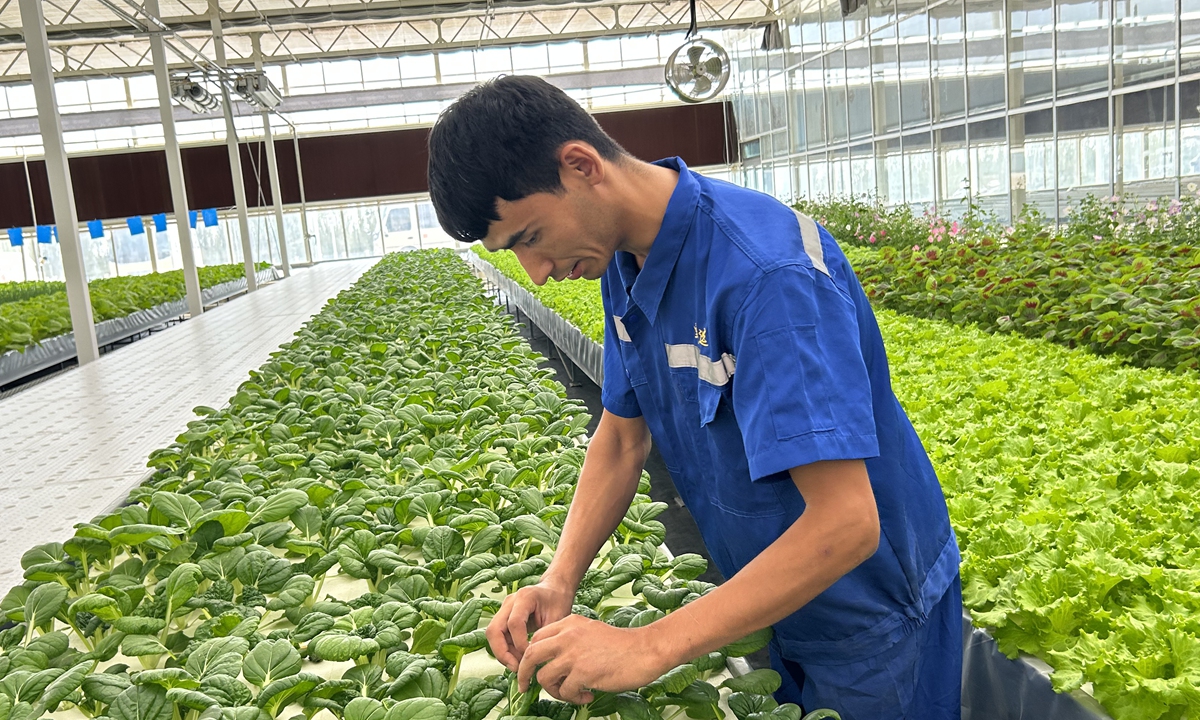 Worker Anwaer Isimayil inspects the growth of the vegetables in the digital agriculture plant factory of Kuqa city in Aksu Prefecture, Northwest China's Xinjiang Uygur Autonomous Region, on August 13, 2025. Photo: Liang Rui/GT