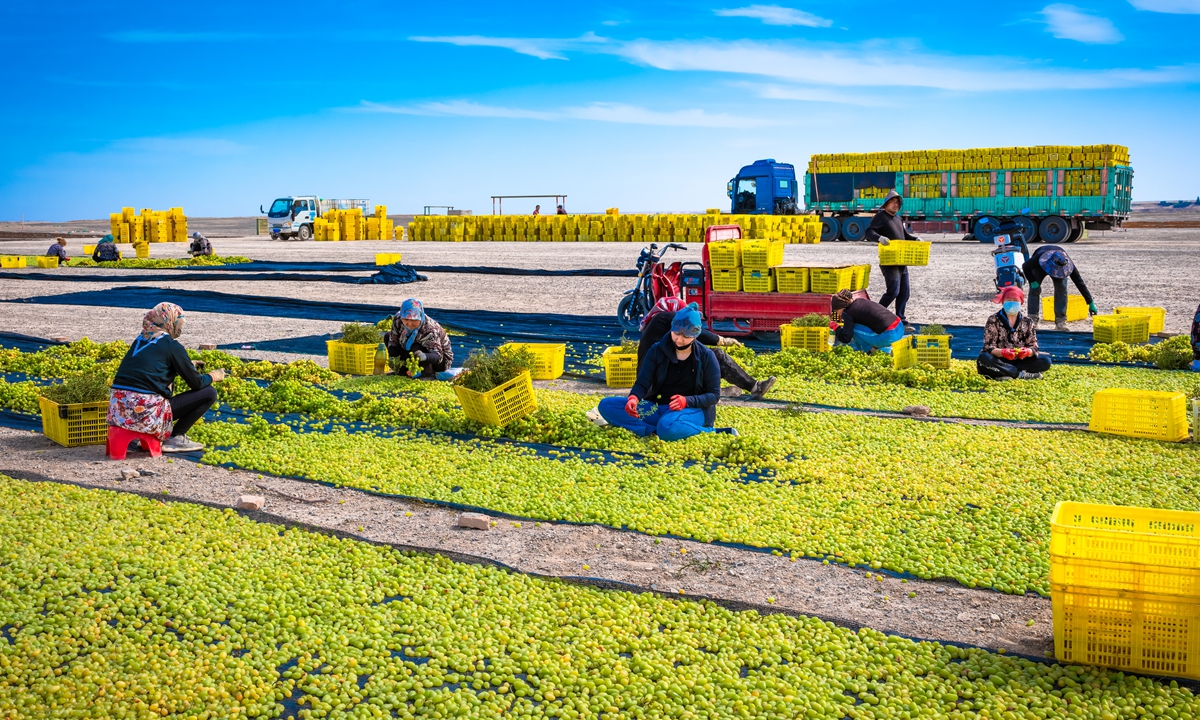 Farmers sort and dry grapes in Hami city, Northwest China's Xinjiang Uygur Autonomous Region, on September 18. 2024. Photo: IC