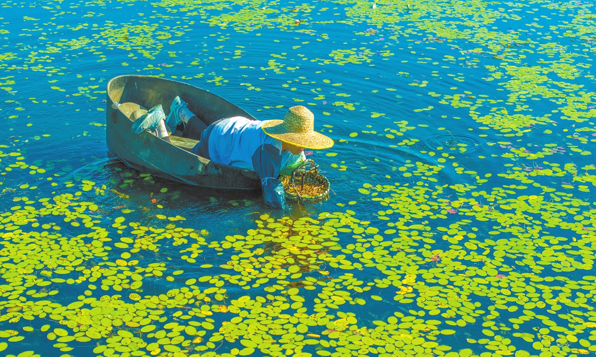 A farmer picks water shield in Suzhou, East China's Jiangsu Province. Photo: VCG