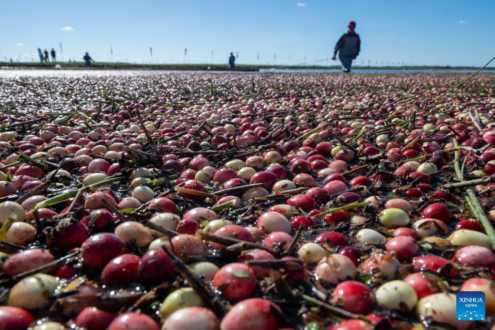 Cranberries are pictured at a cranberry planting base in Fuyuan, northeast China's Heilongjiang Province, on Sept. 21, 2025. A cranberry harvest festival was held on Sunday in Fuyuan, a leading hub for large-scale cranberry cultivation in China. (Photo: Xinhua)