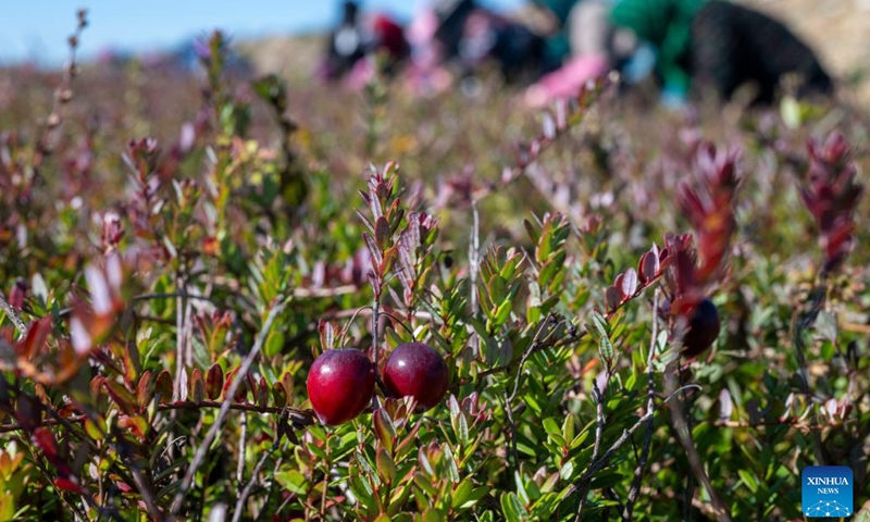 Cranberries are pictured at a cranberry planting base in Fuyuan, northeast China's Heilongjiang Province, on Sept. 21, 2025. A cranberry harvest festival was held on Sunday in Fuyuan, a leading hub for large-scale cranberry cultivation in China. The 4,200 mu (280 hectares) of cranberries at a planting base in the city have entered the harvest season recently. In recent years, Fuyuan has been focused on developing its cranberry industry. It has established a large-scale cranberry planting base and built up a full industrial chain which includes a cranberry research and development center, cold-chain warehouses, and processing workshops.  (Photo: Xinhua)