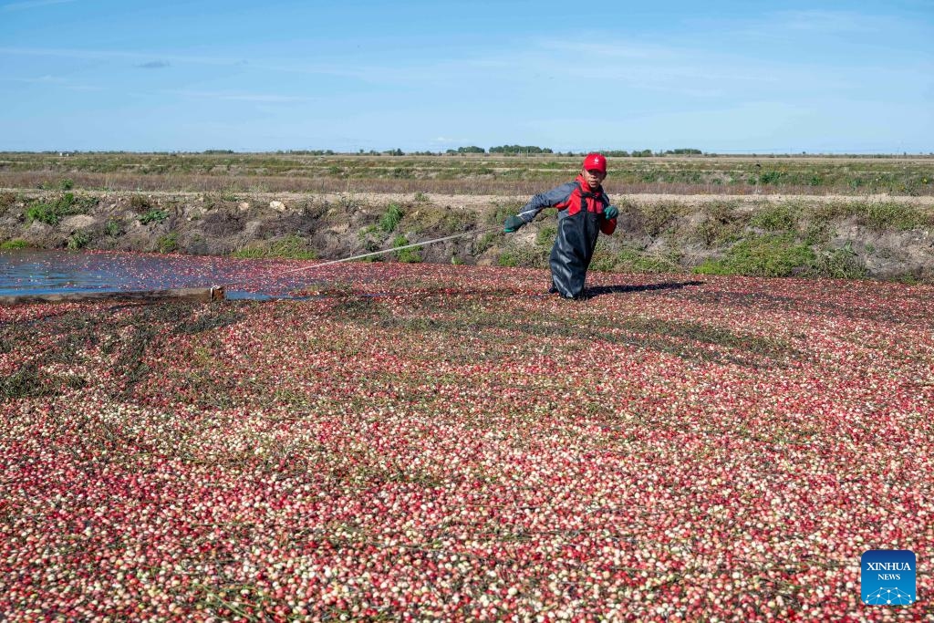 A worker harvests cranberries using flooding techniques at a cranberry planting base in Fuyuan, northeast China's Heilongjiang Province, on Sept. 21, 2025. A cranberry harvest festival was held on Sunday in Fuyuan, a leading hub for large-scale cranberry cultivation in China. The 4,200 mu (280 hectares) of cranberries at a planting base in the city have entered the harvest season recently. In recent years, Fuyuan has been focused on developing its cranberry industry. (Photo: Xinhua)