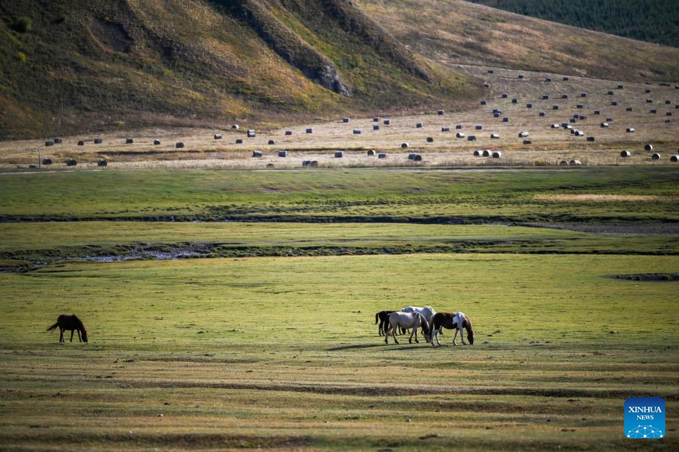 Horses graze at the Hanshan Mountain national nature reserve in Jarud Banner, Tongliao City of north China's Inner Mongolia Autonomous Region, Sept. 20, 2025. Located in Jarud Banner of north China's Inner Mongolia Autonomous Region, the Hanshan Mountain national nature reserve was set up in 2013. Sitting in the south of the Greater Khingan Mountains, it serves as an ecological shelter and a water conservation area for the Horqin Grasslands. (Photo: Xinhua)