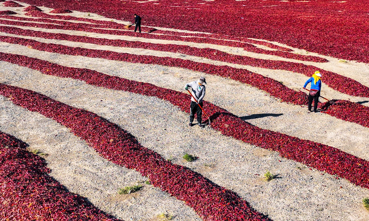 Villagers dry red chili peppers in a field in Mingshui village, Zhangye, Northwest China's Gansu Province, on September 23, 2025. On the same day, locals celebrated the eighth Chinese Farmers' Harvest Festival with activities including chili-drying contests. Photo: VCG