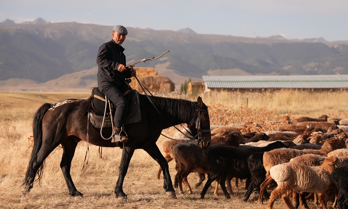 Bahetijiang, A Kazakh herder drives his flock during the seasonal migration, heading toward the winter pasture on September 4, 2025 in Zhaosu county, Ili Kazakh Autonomous Prefecture, Northwest China's Xinjiang Uygur Autonomous Region. Photo: Feng Fan /GT