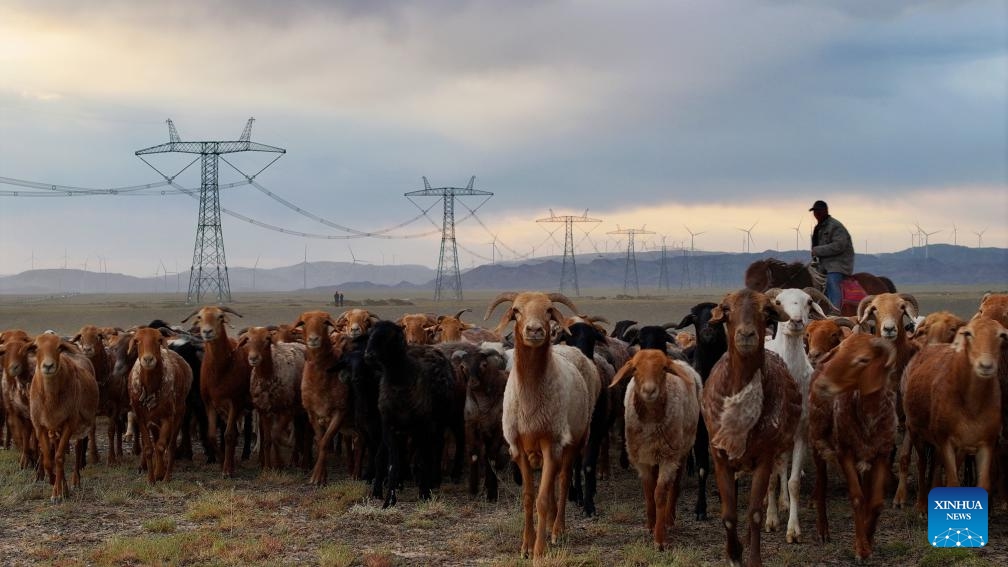 Sheep forage as a staff member patrols the power lines of the Changji-Guquan ±1100 kV ultra-high voltage direct current power transmission project in the Kazak Autonomous County of Mori, northwest China's Xinjiang Uygur Autonomous Region, July 6, 2025. Xinjiang, a region rich in solar and wind energy resources, has vigorously developed the new energy industry in recent years, accelerating the construction of large-scale wind and photovoltaic power base projects. (Photo: Xinhua)