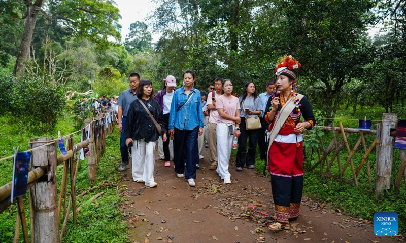 People visit an old tea garden on the Jingmai Mountain in Pu'er City, southwest China's Yunnan Province, Sept. 27, 2025. As the world's first tea-themed cultural heritage site, the Cultural Landscape of Old Tea Forests of Jingmai Mountain in Pu'er is witnessing a peak in visits in the autumn day. (Photo: Xinhua)