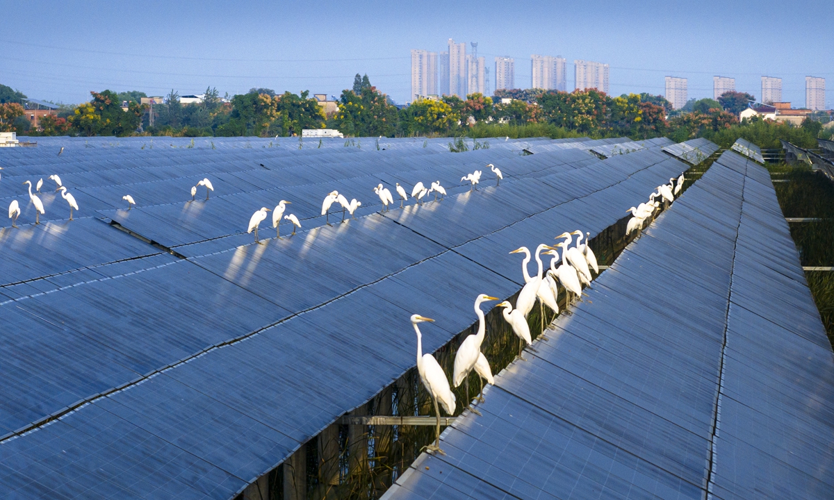 An aerial photo taken on September 28, 2025 shows egrets and other birds resting on the photovoltaic panels at a fishery-photovoltaic complementary power station in Xintang village, Wuhu city of East China's Anhui Province. Photo: VCG