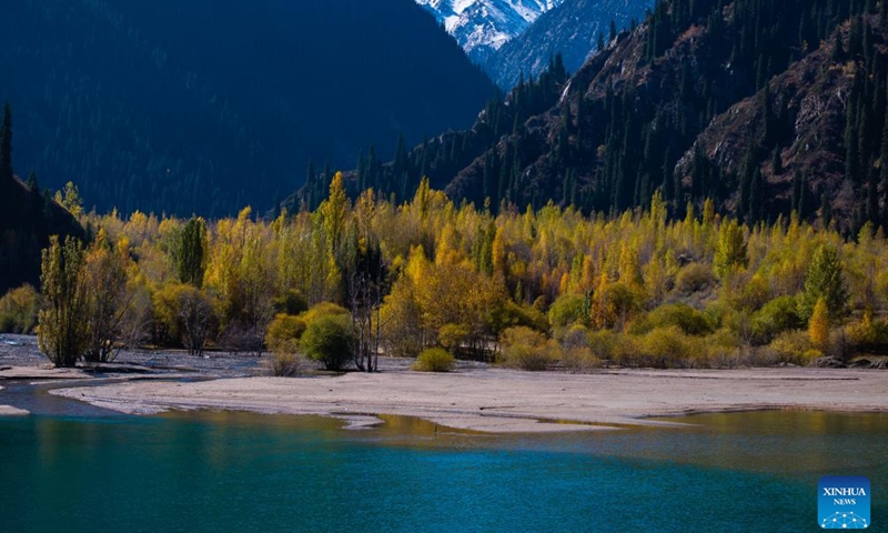 An aerial photo taken on Oct. 4, 2025 shows the autumn scenery of the Issyk gorge in Almaty Region, Kazakhstan. The Issyk gorge and Issyk lake, located in Almaty Region, Kazakhstan, are famous tourist destinations. The beautiful lake, majestic snow-capped mountains and gorge, and vibrant foliage collectively paint an idyllic autumn landscape here. (Xinhua/Li Renzi)

